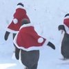 В зоопарке Китая пингвинов нарядили Санта-Клаусами (видео)