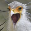 В лесах Амазонии обнаружили первую в истории уникальную птицу-гибрид
