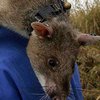 Ученые научили крыс вынюхивать туберкулез и мины (видео)