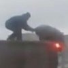 Под Киевом очевидцы засняли "схватку" мужчины и свиньи на крыше фуры (видео)