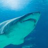 Директора крупнейшей финансовой компании США убила акула