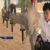 У Абу-Дабі власники соколів похизувалися своїми улюбленцями (відео)