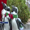 Пінгвіни у костюмах Санта Клаусів пройшли японським містом Йокохама