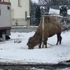 В Тернопольской области цирк выбросил верблюда