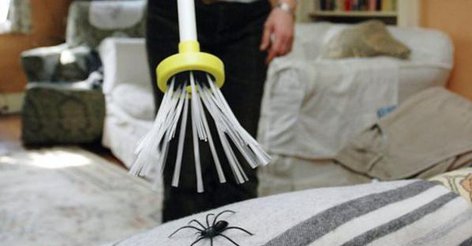 В доме появились пауки: значение приметы