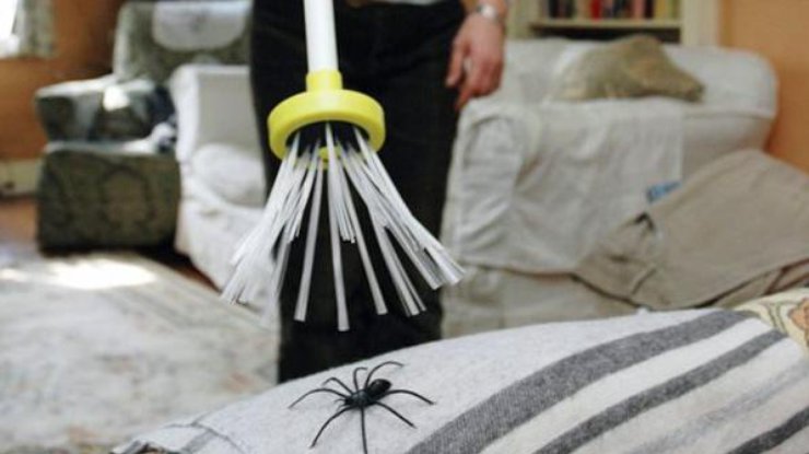 Фото: примета о пауках в доме 