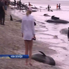 У Новій Зеландії 400 китів влаштували масоване самогубство