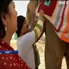 В Индии слонов одели в свитера 