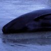 В Новой Зеландии 400 китов выбросились на берег