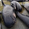 В Новой Зеландии еще 200 дельфинов выбросились на берег (фото)