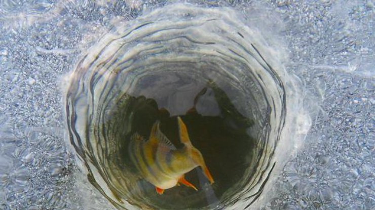Под Киевом экологи спасали рыбу от удушья / Фото: Из открытых источников