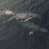 Ученые показали озорные брачные игры китов (видео)