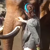 В Таиланде слон напал на туристку (видео)