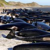 В Новой Зеландии выбросившиеся на берег дельфины отказались от спасения