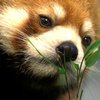 В Канаде уникальная красная панда встретила свою любовь (фото, видео)