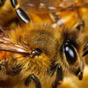 Пчелы при столкновении друг с другом начинают ругаться (аудио)