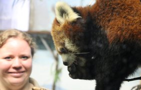 Долгое время у сотрудников зоопарка возникала проблема с привередливой самкой Сачи. / Фото: Kelly Malone, CBC