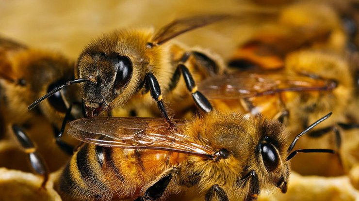 Пчелы при столкновении друг с другом начинают ругаться - ученые 