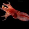 Биологи раскрыли тайну косоглазого кальмара