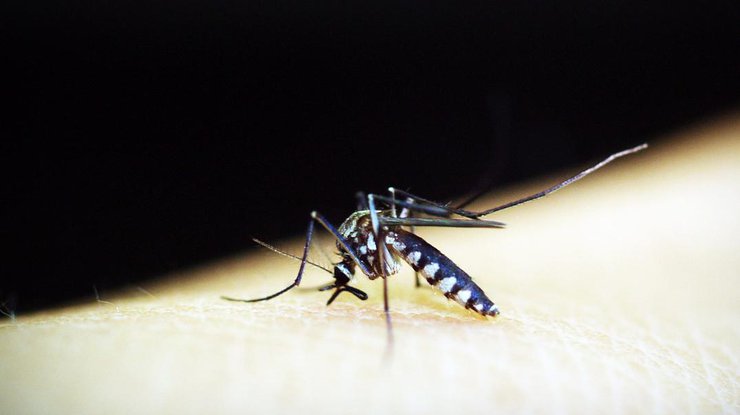 Малярия передается через укусы комаров