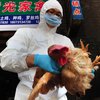 В Китае вспыхнула эпидемия птичьего гриппа
