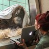 В Нидерладах создали сайт знакомств для орангутанов 