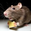 Девушки мастерски выгнали большую крысу из квартиры (видео)