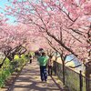 В Японии внезапно расцвела сакура (фото)