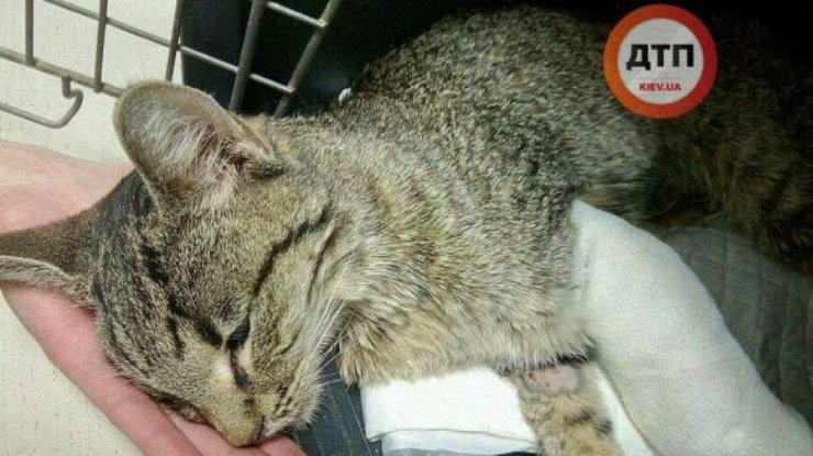 Пострадавшая в трагедии на Позняках кошка умерла