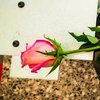 Ученые создали первый в мире киборг-цветок (фото) 