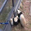 В Японії панд розмістили парами для розмноження