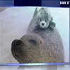 В зоопарку Японії тюлень не розлучається зі своєю іграшкою 