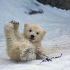 В берлинском зоопарке трапезу белых медведей сняли на видео (видео)