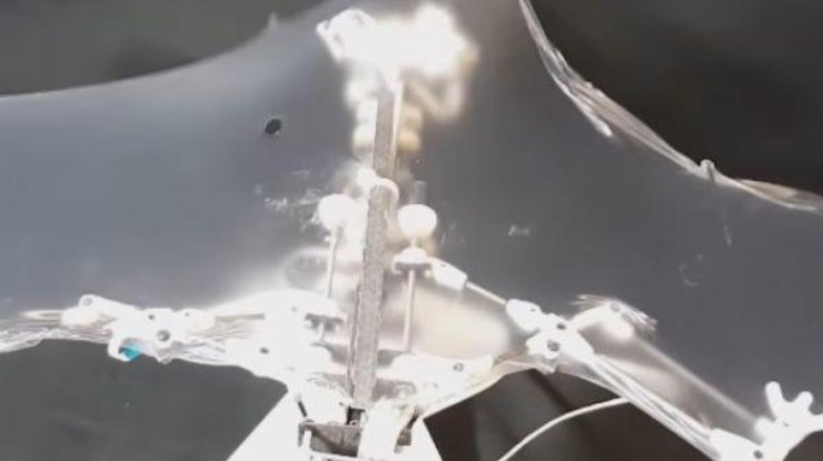 Ученые США создали робота-летучую мышь. Фото: кадр из видео