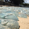 На побережье Австралии разлагаются тысячи голубых медуз (фото)