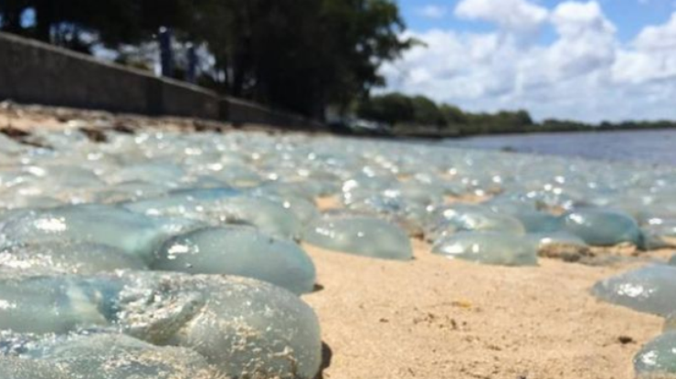 На побережье Австралии разлагаются тысячи голубых медуз