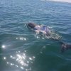 В Австралии экологи пытаются спасти дельфина в футболке 