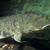 Умерла самая старая в мире аквариумная рыба (фото, видео)