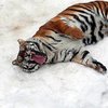 В Киевском зоопарке тигры пришли в восторг от снега (фото)