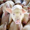 В шести областях Украины зафиксированы вспышки опасной болезни