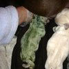 В Великобритании самка лабрадора родила щенка с зеленой шерстью (фото)