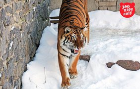 Тигры Малыш и Амба искренне обрадовались снегу
