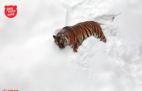 Тигры Малыш и Амба искренне обрадовались снегу