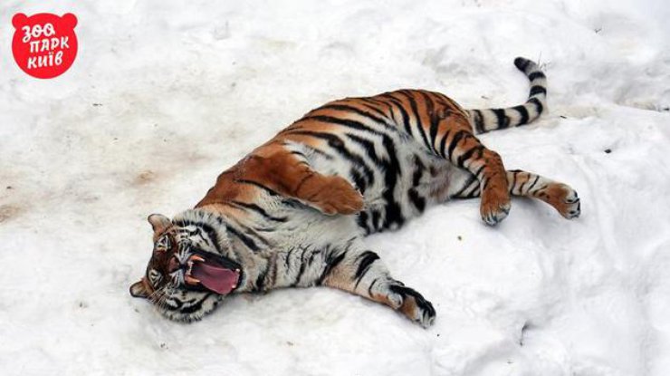 В Киевском зоопарке тигры пришли в восторг от снега 