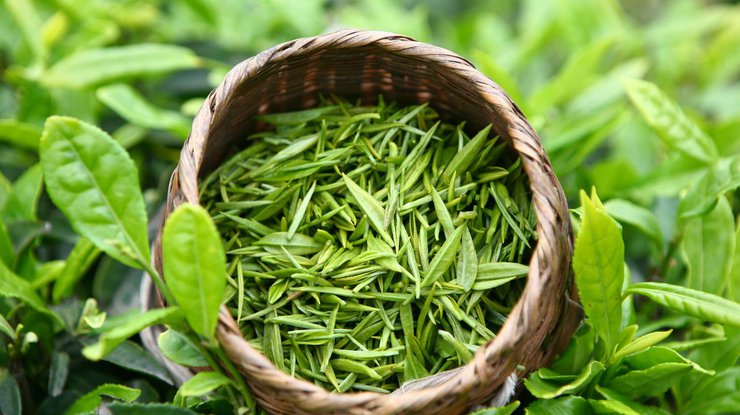 Зеленый чай может способствовать выживанию пациентов с множественной миеломой