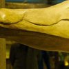 В Египте нашли мумию огромного крокодила (фото) 