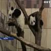 У Віденському зоопарку панденята відзначили свій перший ювілей