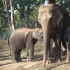 В Китае голодные слоны оккупировали территорию (видео) 