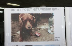 В метро Киева показали фото животных из АТО