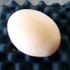 Курица снесла гигантское яйцо с сюрпризом внутри (видео)